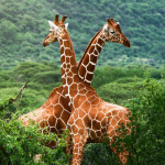 Giraffe, rischio estinzione
