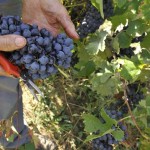 Fivi, il vino è un prodotto agricolo