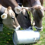 Quote latte, il progetto, le multe i produttori
