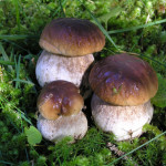 I funghi, la raccolta, i rischi