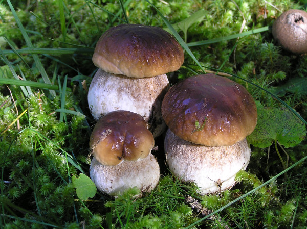 funghi-porcini
