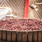 Mediterranean Wines, il progetto dell’Enoteca