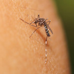 Spegnere i focolai del virus Zika