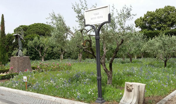 Giardini-vaticani-ulivi