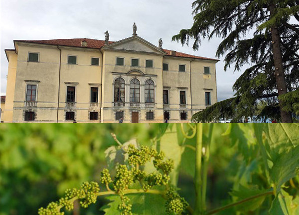 Vinnatur, viticoltori  naturali a Villa Favorita