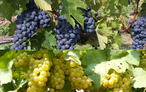 Future natural.  Naturae et Purae al Merano WineFestival