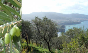 Sirena d’Oro, il premio per i migliori extravergini di oliva