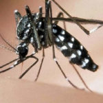 Zanzara tigre, piano per contrastarne la diffusione