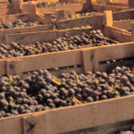 L’Amarone nell’alveo dei grandi vini
