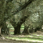 Passeggiate, tra gli olivi