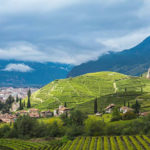 Consorzio Vini Alto Adige, ricco calendario per il 2020