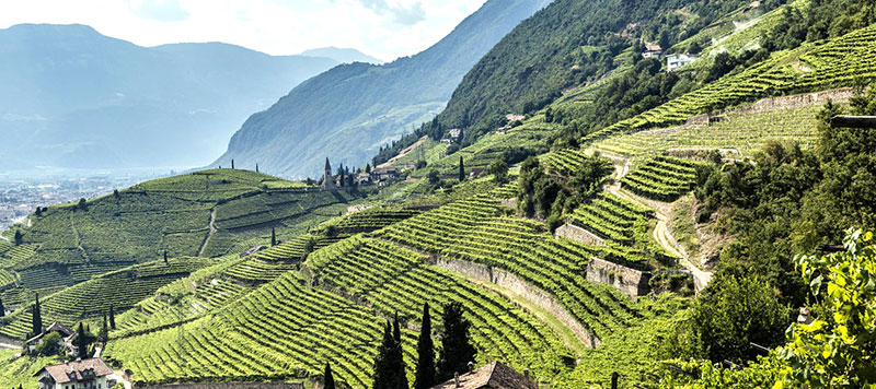 Consorzio Vini Alto Adige riduce la resa