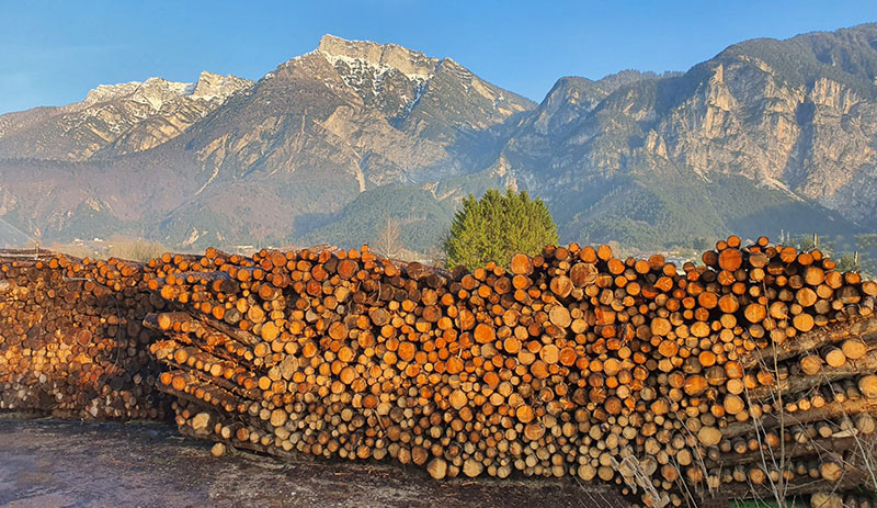 Dopo Vaia al Trentino manca legname