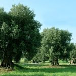 Olio, accordo produttori pugliesi e Olearia di Spoleto