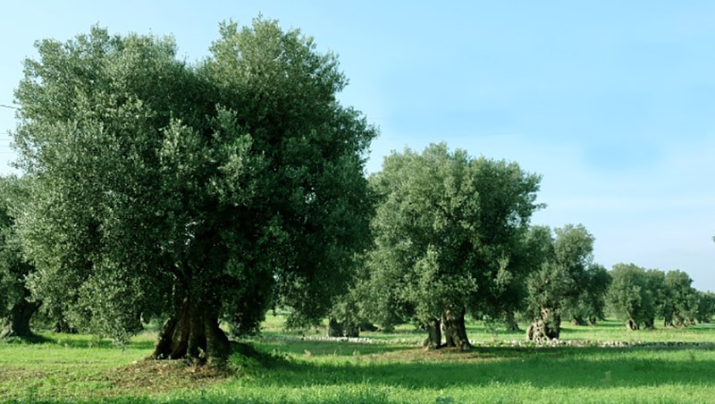Olio, accordo produttori pugliesi e Olearia di Spoleto