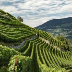 Wine Alto Adige premiato il territorio