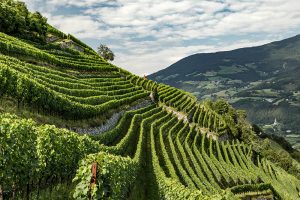Wine Alto Adige premiato il territorio