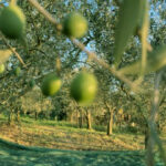 Assitol Olio d’oliva campagna complicata