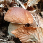 Corsa ai funghi porcini nei boschi