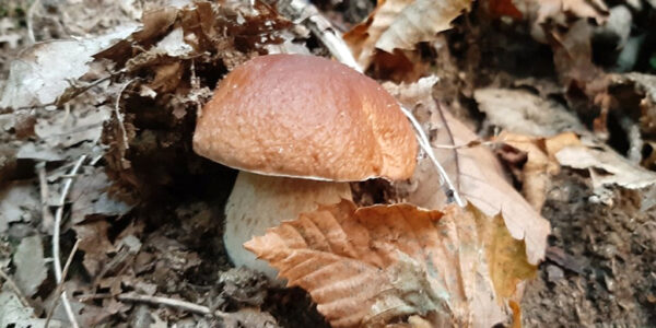 Corsa ai funghi porcini nei boschi