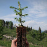 Asiago DOP 1000 alberi per il futuro